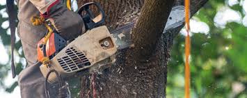 Best Tree Cabling and Bracing  in Whitesboro, NJ