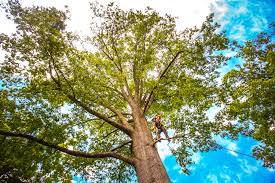 Tree and Shrub Care in Whitesboro, NJ