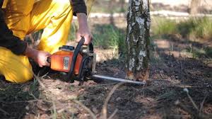 Best Tree Risk Assessment  in Whitesboro, NJ