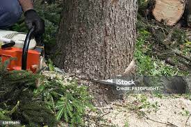 Best Leaf Removal  in Whitesboro, NJ