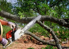 Best Stump Grinding and Removal  in Whitesboro, NJ