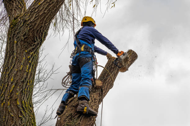 Best Tree Mulching  in Whitesboro, NJ