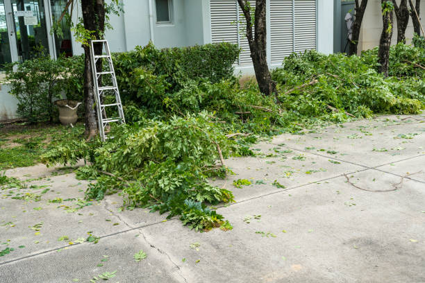 Best Palm Tree Trimming  in Whitesboro, NJ