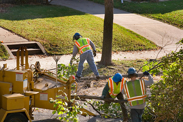 Trusted Whitesboro, NJ Tree Removal Experts