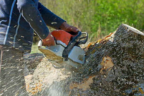 Best Tree Maintenance Programs  in Whitesboro, NJ