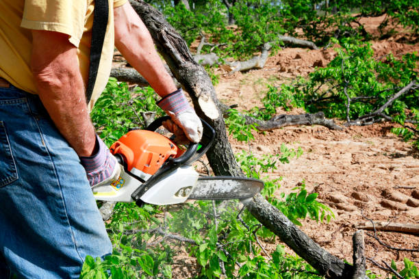 Best Firewood Processing and Delivery  in Whitesboro, NJ